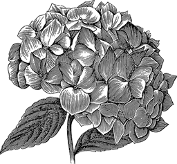 Hydrangea illustration