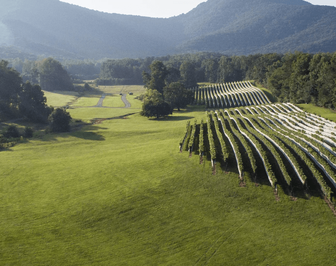 A birds-eye view of Yonah Mountain Vineyards showing several rows of grape vines and a green mountain in the background